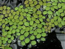 water spangles